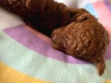 Anne Altından Red Brown Toy Poodle Yavrularımız