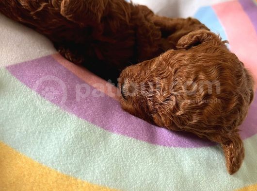Anne Altından Red Brown Toy Poodle Yavrularımız görsel