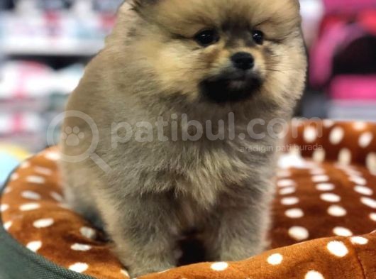 Vonalp Pet Garantisiyle Saf Irk Garantili Pomerian Boo Yavrular