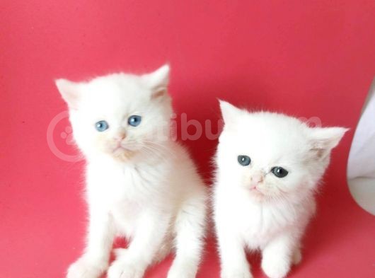 British Sorthair White -Rezerve Açık