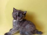 british sorthair tortie  -rezerve açık