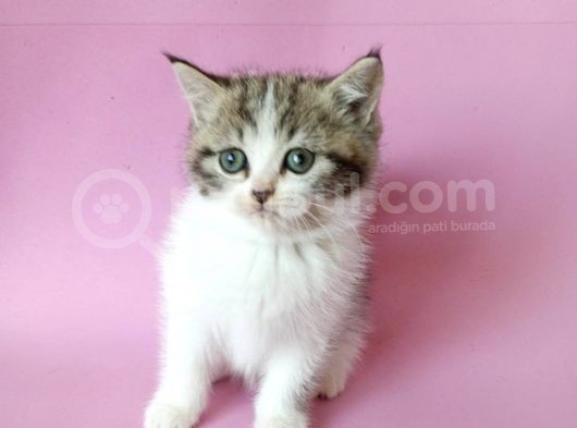 British Sorthair Bicolor Tabby