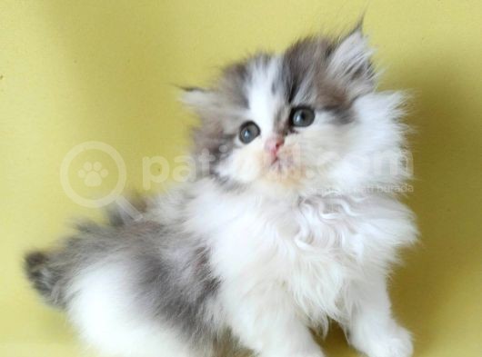 Persian Iran Dollface Bicolor