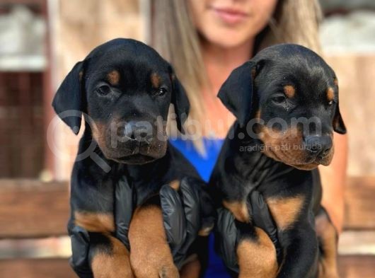 King Doberman Yavrularımız görsel