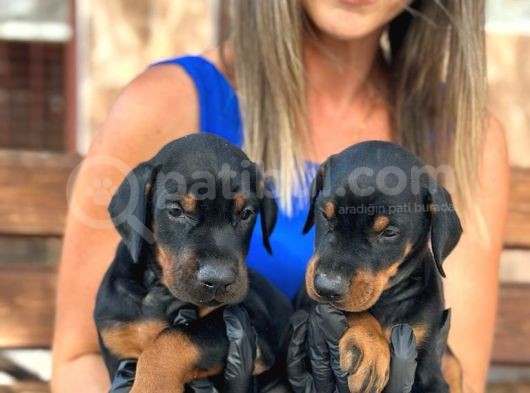 King Doberman Yavrularımız