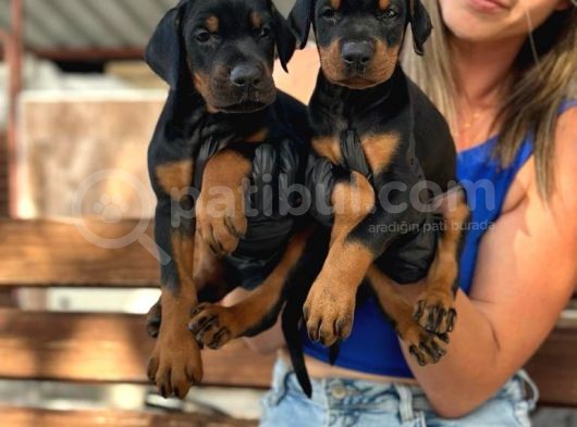 King Doberman Yavrularımız görsel