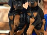 King Doberman Yavrularımız
