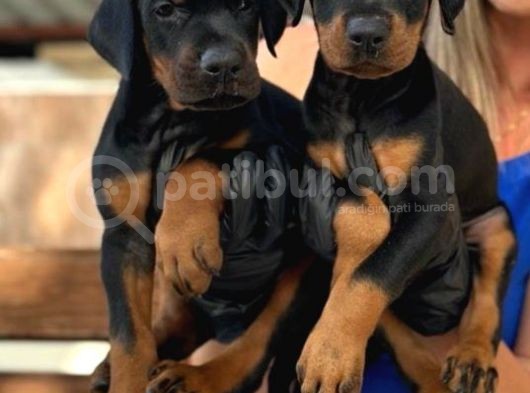 King Doberman Yavrularımız görsel
