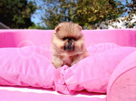 Irk Ve Sağlık Garantili Orjinal Pomeranian Yavrularım görsel