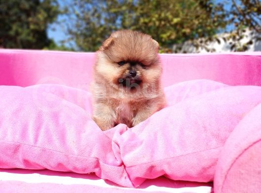 Irk Ve Sağlık Garantili Orjinal Pomeranian Yavrularım görsel