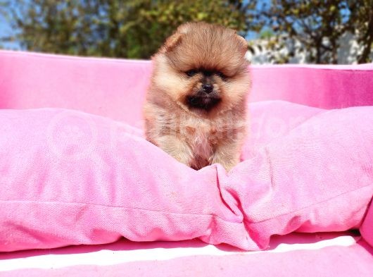 Irk Ve Sağlık Garantili Orjinal Pomeranian Yavrularım görsel