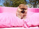 Irk Ve Sağlık Garantili Orjinal Pomeranian Yavrularım