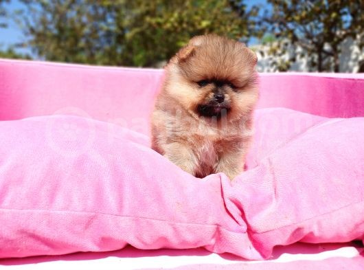 Irk Ve Sağlık Garantili Orjinal Pomeranian Yavrularım görsel