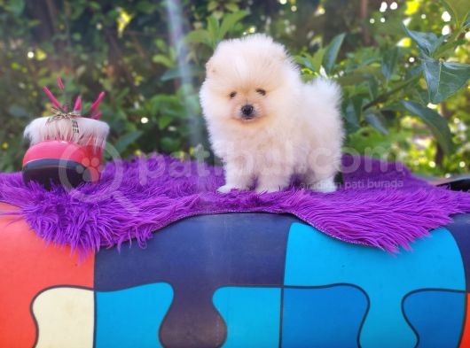 Irk Ve Sağlık Garantili Orjinal Pomeranian Yavrularım