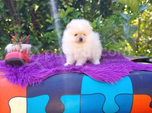 Irk Ve Sağlık Garantili Orjinal Pomeranian Yavrularım görsel