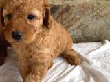 Toy poodle yavrumuz