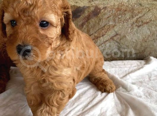 Toy Poodle Yavrumuz