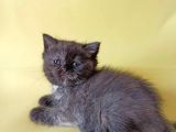 British Sorthair Tortie  -Rezerve Açık