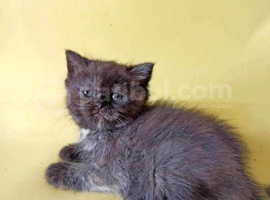 British Sorthair Tortie  -Rezerve Açık görsel