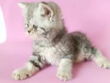 British Sorthair Silver Tabby