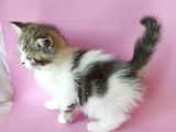 British Sorthair Bicolor Tabby