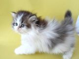 Persian Iran Dollface Bicolor