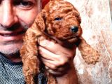 Toy Poodle Yavrularımız Ruhsatlı Çiftliğimizden