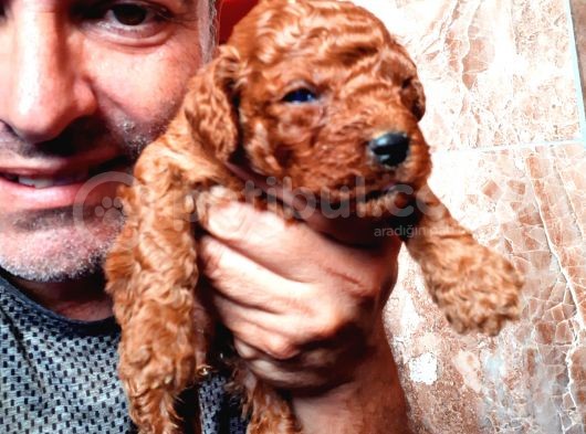 Toy Poodle Yavrularımız Ruhsatlı Çiftliğimizden görsel