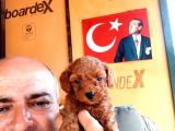 Toy Poodle Yavrularımız Ruhsatlı Çiftliğimizden
