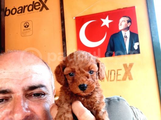 Toy Poodle Yavrularımız Ruhsatlı Çiftliğimizden görsel