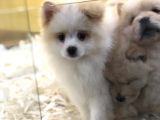 VONALP PET GARANTISIYLE EFSANE GUZELLIKTE  POMERIAN BOO YAVRULAR