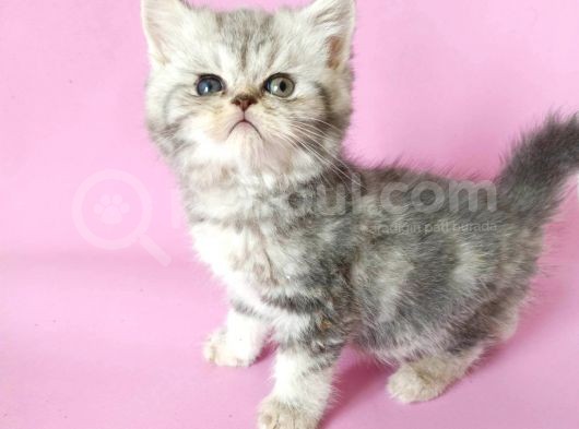 British Sorthair Silver Tabby görsel