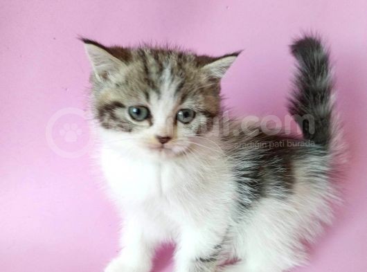 British Sorthair Bicolor Tabby görsel