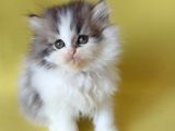 Persian Iran Dollface Bicolor