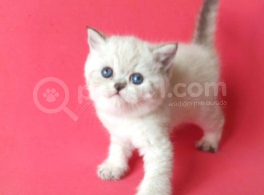 British Sorthair Blue Point görsel