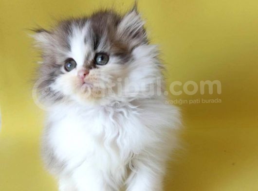 Persian Iran Dollface Bicolor görsel