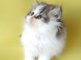 Persian Iran Dollface Bicolor