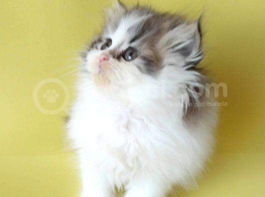 Persian Iran Dollface Bicolor görsel
