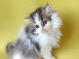 Persian Iran Dollface Bicolor