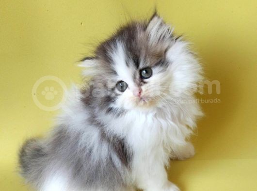 Persian Iran Dollface Bicolor görsel