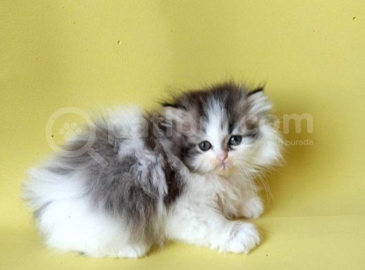Persian Iran Dollface Bicolor görsel