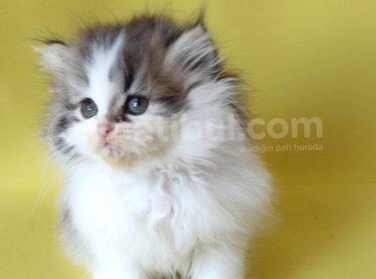 Persian Iran Dollface Bicolor görsel