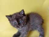 British Sorthair Tortie  -Rezerve Açık