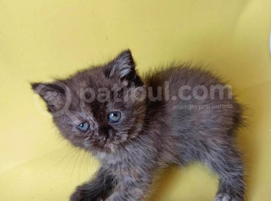 British Sorthair Tortie  -Rezerve Açık görsel