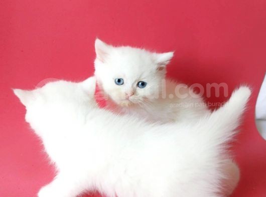 British Sorthair White -Rezerve Açık görsel