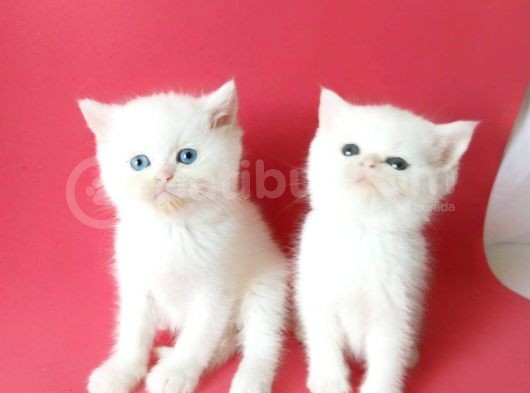 British Sorthair White -Rezerve Açık görsel
