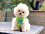 Show Kalite Pomeranian Boo Yavrular