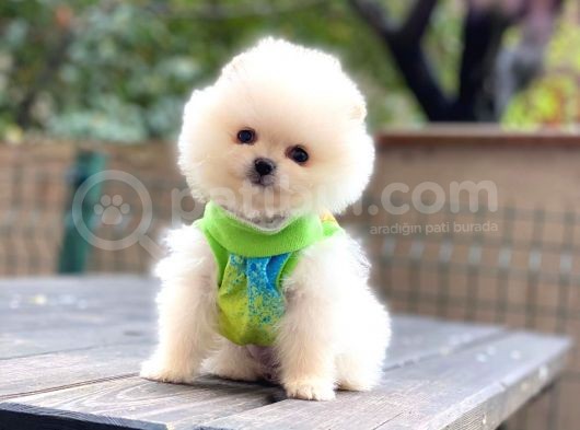 Show Kalite Pomeranian Boo Yavrular görsel