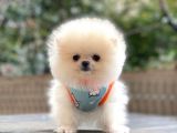 Show Kalite Pomeranian Boo Yavrular