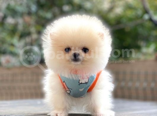 Show Kalite Pomeranian Boo Yavrular görsel